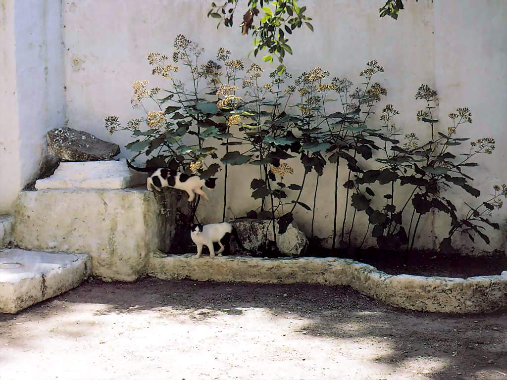 Gatti (128)
